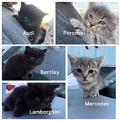 Photo of Car Kitties!