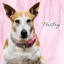 Thumbnail photo of Paisley  -  PAWS #2