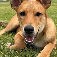 adopt a pet