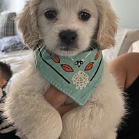 adopt-pet