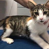 adopt-pet
