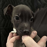 adopt a pet