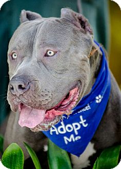 gray bullmastiff