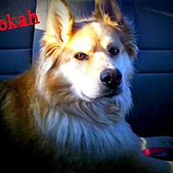 Thumbnail photo of Pookah #1