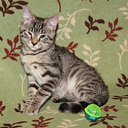 Thumbnail photo of Toulouse (Duchess' Kitten) #4