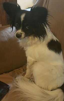 Papillon puppies for rehoming near me
