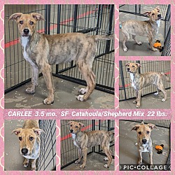 Ghost Town Dog Rescue in Mesa, Arizona