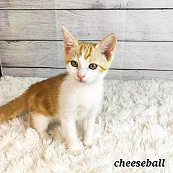 Photo of Cheeseball