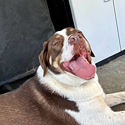 Thumbnail photo of Braun - 87 lbs of love ~ #3