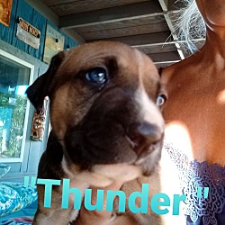 Thumbnail photo of Thunder #1
