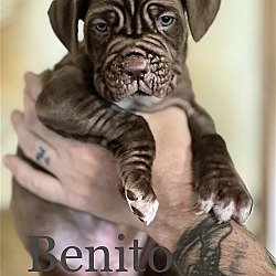 Photo of Benito