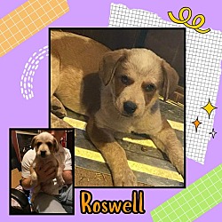 Thumbnail photo of Roswell #1