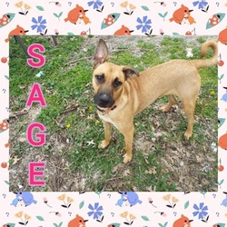 Thumbnail photo of Sage #4
