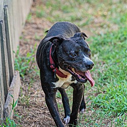 Thumbnail photo of Raven needs foster home #3