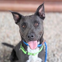 adopt a pet