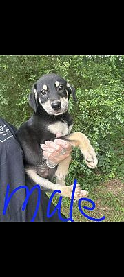 Elkton, MD German Shepherd Dog/Golden Retriever. Meet Ranger a Pet