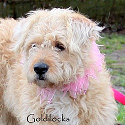 Thumbnail photo of Goldilocks~adopted! #3
