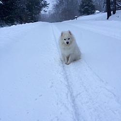 Photo of Snowy