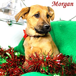 Thumbnail photo of Morgan ~ meet me! #1