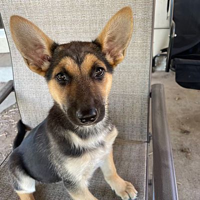 Fort Collins, CO - German Shepherd Dog. Meet Emma a Pet for Adoption ...