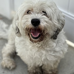 Photo of Bailey Boy