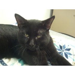 Thumbnail photo of Bagheera FIV #1