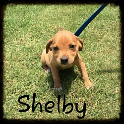 Thumbnail photo of Shelby (Pom Dc) #1