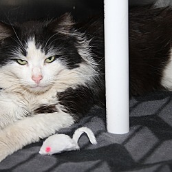 Thumbnail photo of Cat In The Hat (Neutered) #3
