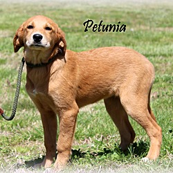 Thumbnail photo of Petunia ~ meet me! #1