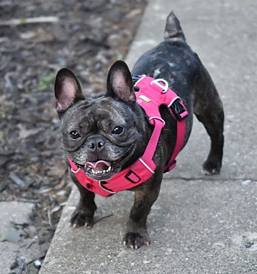 Columbus, OH - French Bulldog. Meet Sadie a Pet for Adoption ...