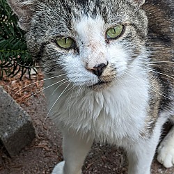 Photo of Gray-White Cat