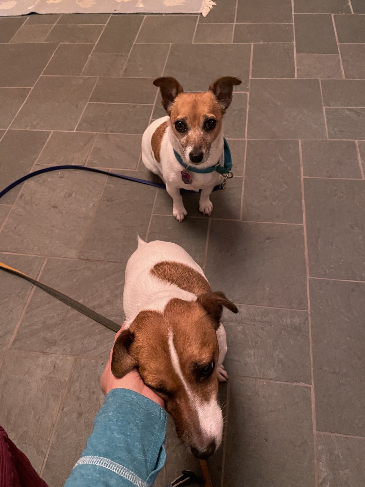 Adopt Bee a White with Brown or Chocolate Jack Russell Terrier