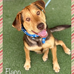 Thumbnail photo of FLACO #1