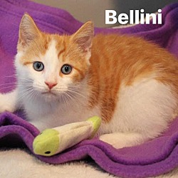 Photo of Bellini