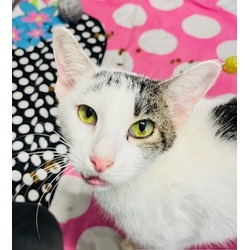 Thumbnail photo of Cherry Blossom (Adoption Ambassador) #1