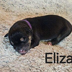 Thumbnail photo of Eliza #4