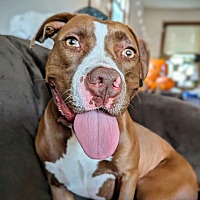 adopt a pet