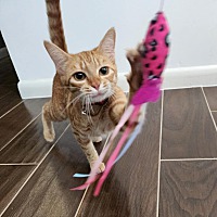 adopt a pet