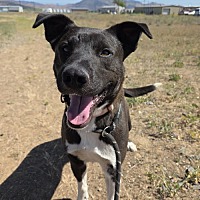 adopt a pet