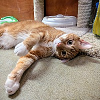 adopt a pet