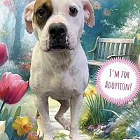 adopt a pet