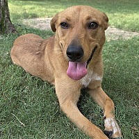 adopt a pet