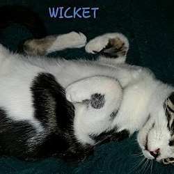 Thumbnail photo of Wicket is Wild & Crazy Guy #1