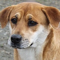 Shiba Inu Puppies For Sale In Louisiana Adoptapetcom