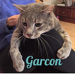 Thumbnail photo of Garcon #2
