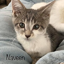 Photo of Naveen