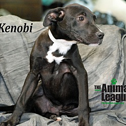 Thumbnail photo of Kenobi #2
