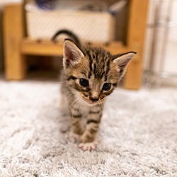 Thumbnail photo of LUCY (Peanut Kittens) #1
