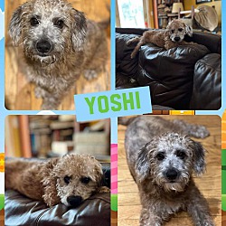 Thumbnail photo of Yoshi #2