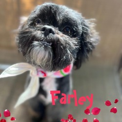 Photo of Farley